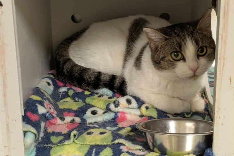 La SPA de l’Estrie lance sa campagne de financement 2025